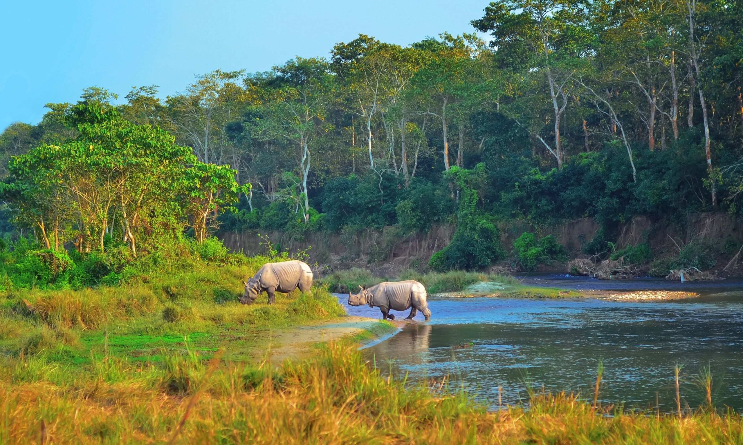 Wildlife Safari in Chitwan National Park - 01 Night 02 Days